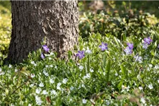 Vinca minor 'Alba' Topfgröße 2,3 Liter