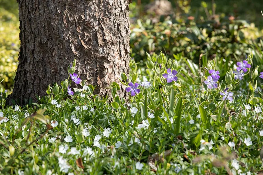 Vinca minor 'Alba' Topfgröße 2,3 Liter