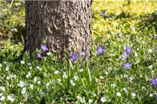 Vinca minor 'Alba' Topfgröße 2,3 Liter