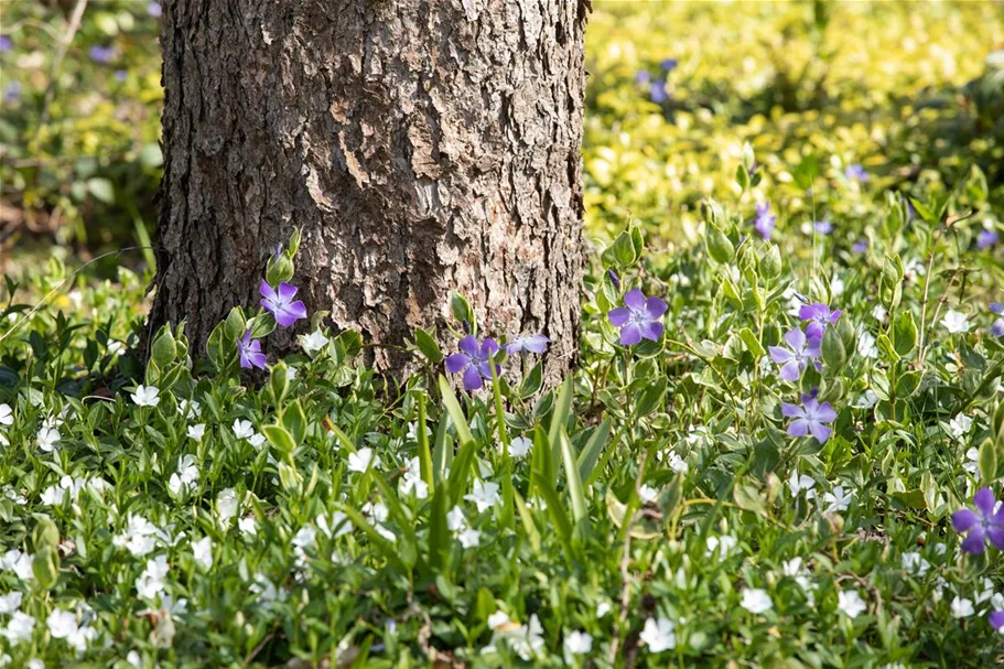 Vinca minor 'Alba' Topfgröße 2,3 Liter