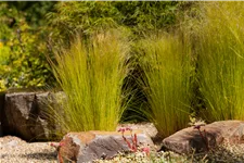 Stipa tenuissima 'Ponytails' Topfgröße 5 Liter