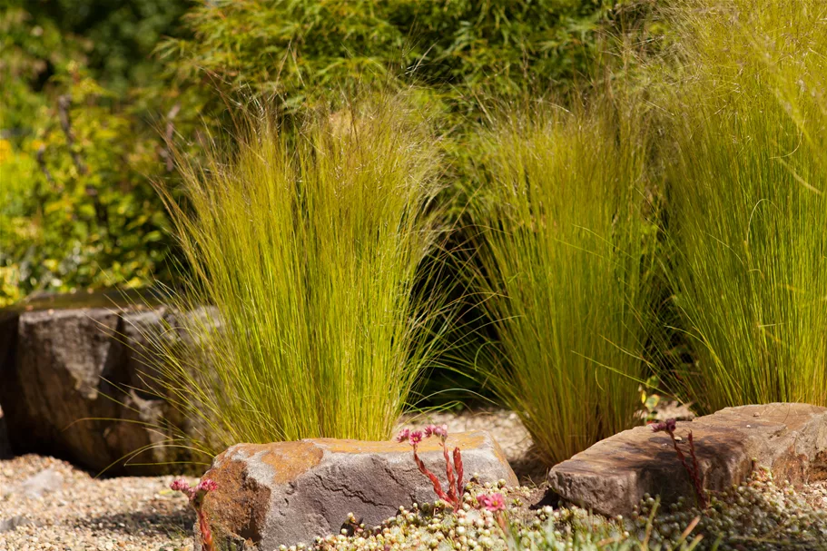 Stipa tenuissima 'Ponytails' Topfgröße 5 Liter