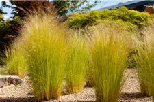 Stipa tenuissima 'Ponytails' Topfgröße 5 Liter