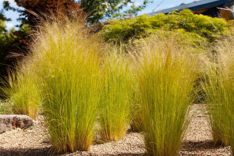 Stipa tenuissima 'Ponytails' Topfgröße 5 Liter