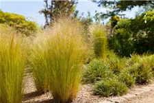 Stipa tenuissima 'Ponytails' Topfgröße 5 Liter