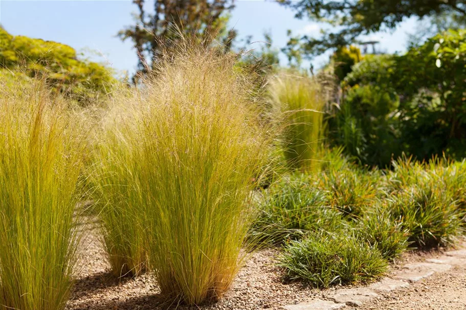 Stipa tenuissima 'Ponytails' Topfgröße 5 Liter