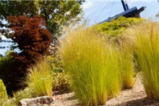 Stipa tenuissima 'Ponytails' Topfgröße 5 Liter