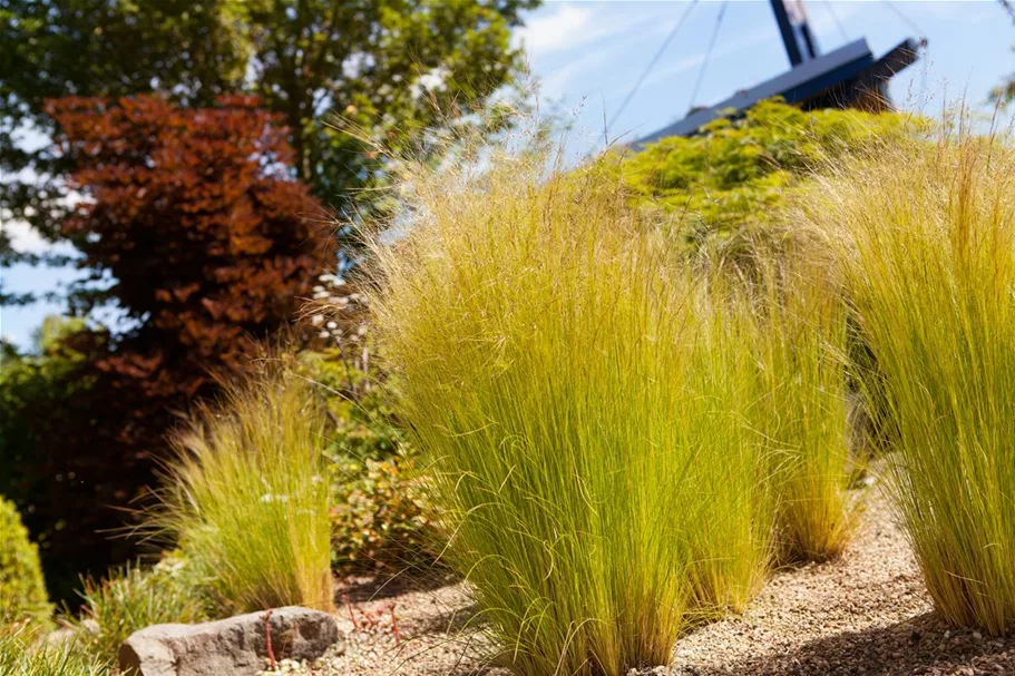 Stipa tenuissima 'Ponytails' Topfgröße 5 Liter