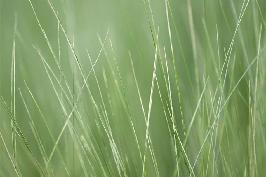 Stipa tenuissima 'Ponytails' Topfgröße 5 Liter