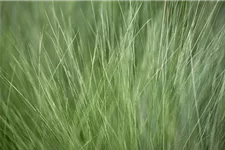 Stipa tenuissima 'Ponytails' Topfgröße 5 Liter