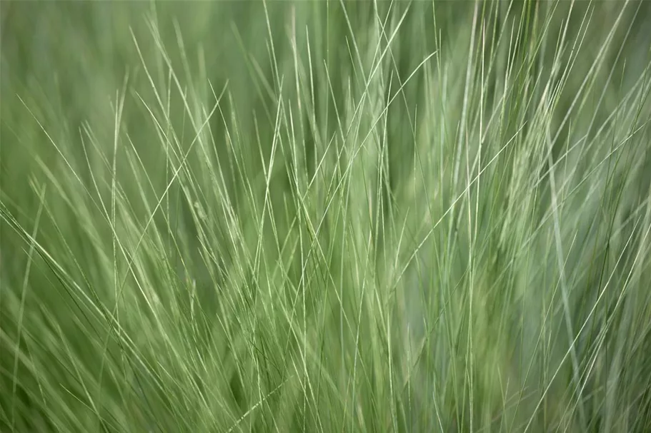 Stipa tenuissima 'Ponytails' Topfgröße 5 Liter