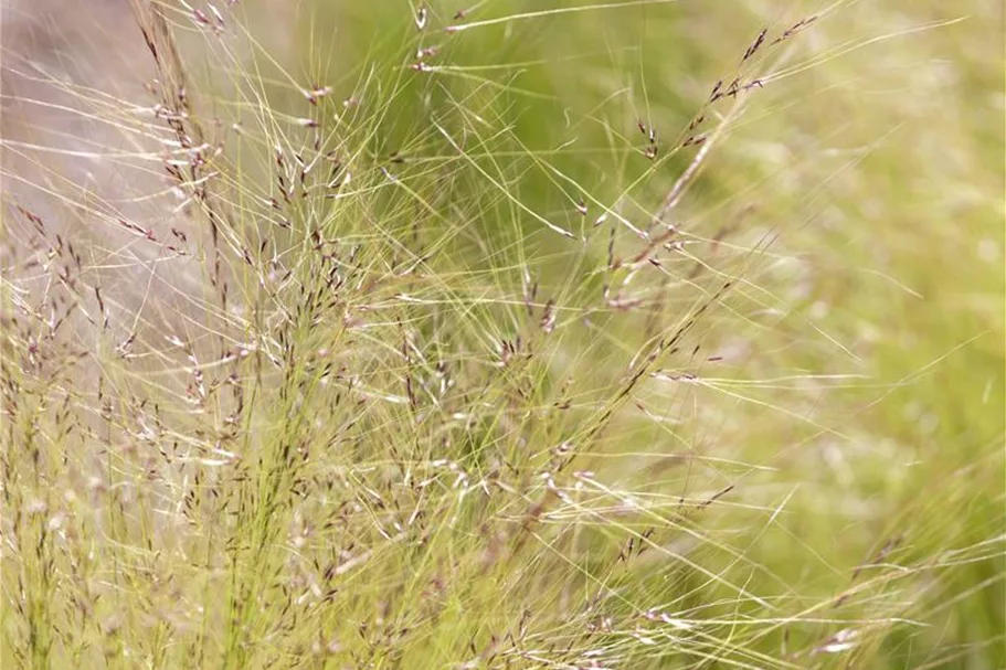 Stipa tenuissima 'Ponytails' Topfgröße 5 Liter