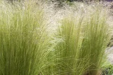 Stipa tenuissima 'Ponytails' Topfgröße 5 Liter