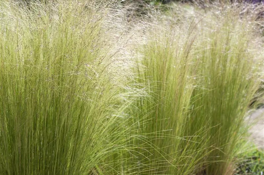 Stipa tenuissima 'Ponytails' Topfgröße 5 Liter