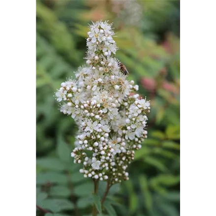 Sorbaria sorbifolia 'Sem'®