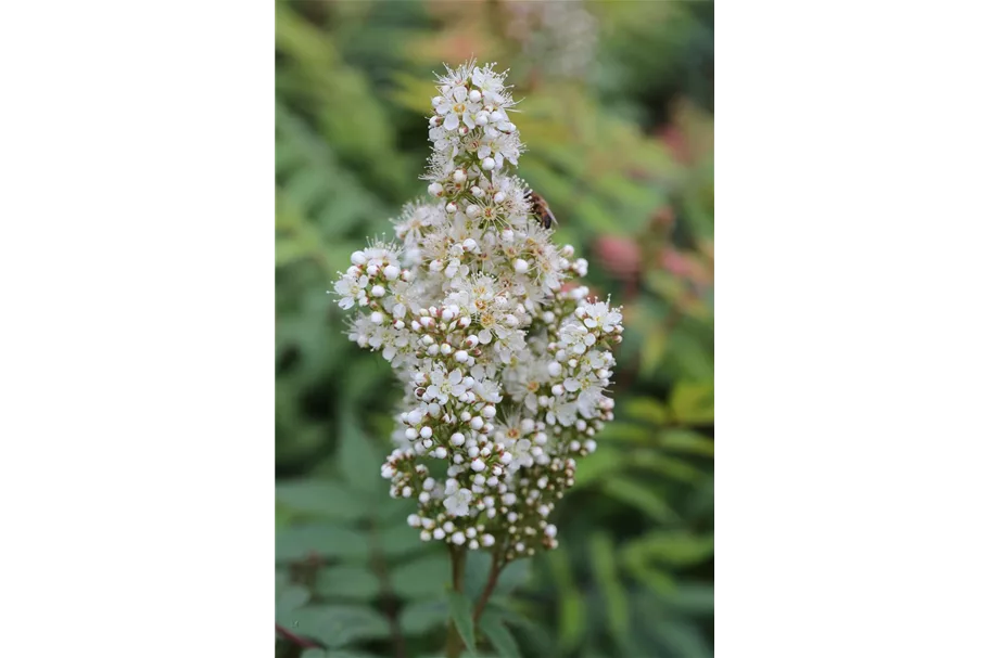 Sorbaria sorbifolia 'Sem'® Topfgröße 6 Liter