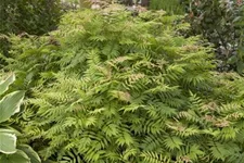 Sorbaria sorbifolia 'Sem'® Topfgröße 6 Liter