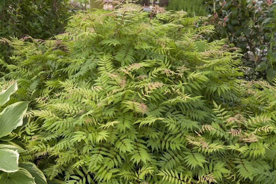 Sorbaria sorbifolia 'Sem'® Topfgröße 6 Liter