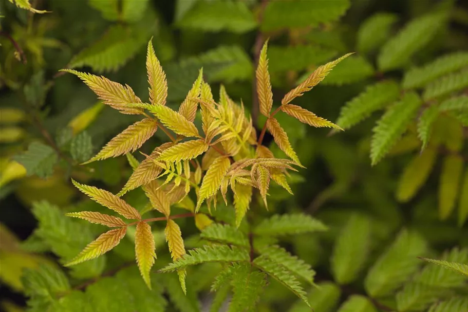 Sorbaria sorbifolia 'Sem'® Topfgröße 6 Liter