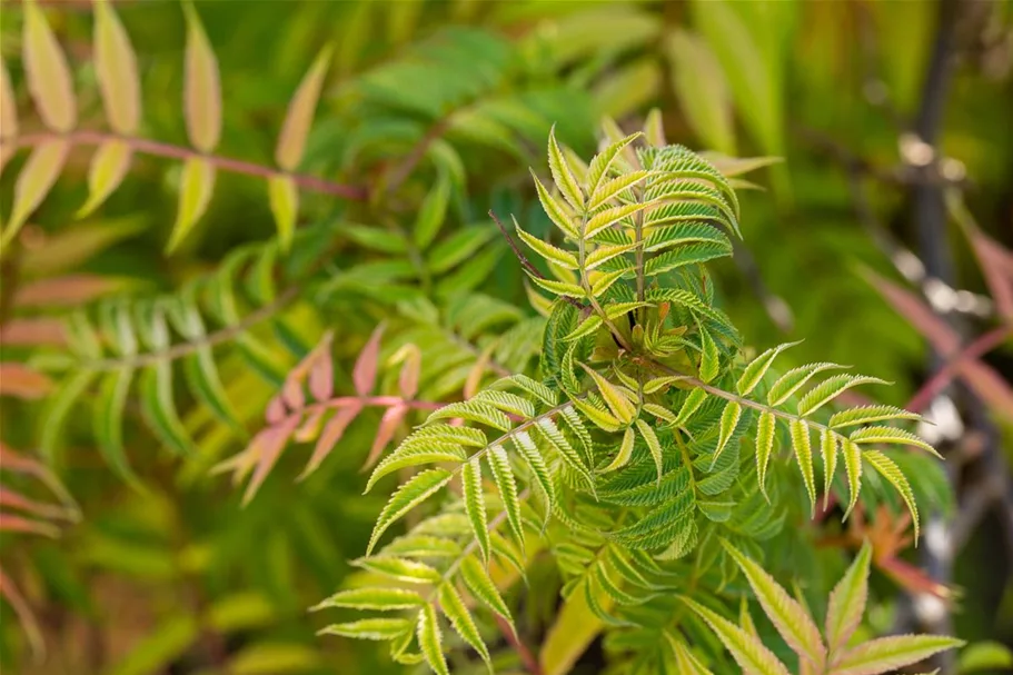 Sorbaria sorbifolia 'Sem'® Topfgröße 6 Liter