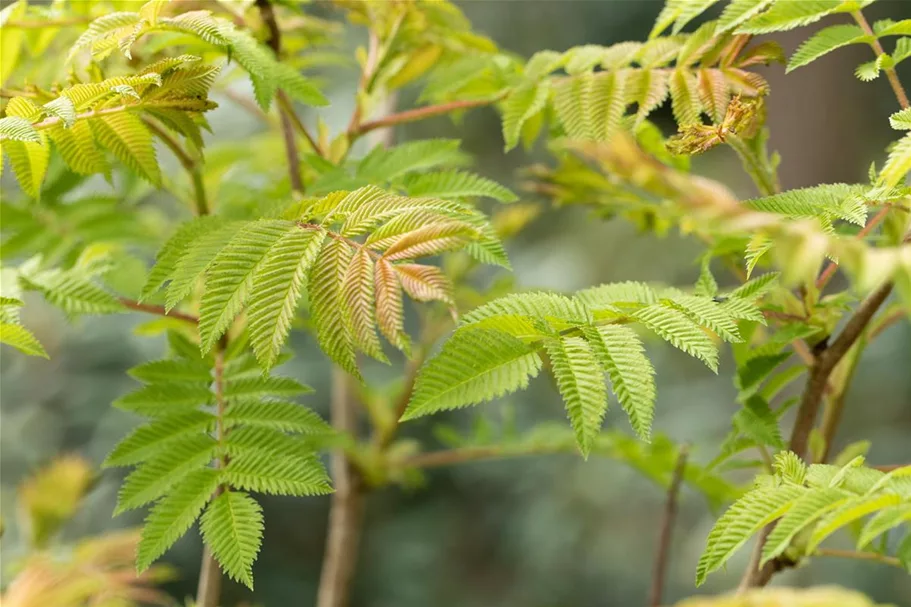 Sorbaria sorbifolia 'Sem'® Topfgröße 6 Liter