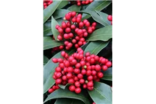 Skimmia reevesiana Topfgröße 2 Liter