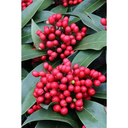 Skimmia reevesiana