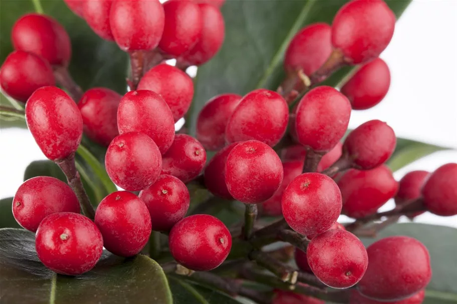 Skimmia reevesiana Topfgröße 2 Liter