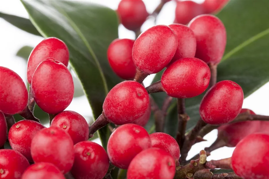 Skimmia reevesiana Topfgröße 2 Liter