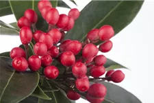 Skimmia reevesiana Topfgröße 2 Liter