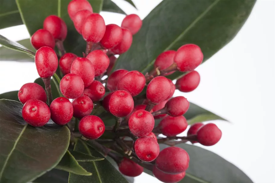 Skimmia reevesiana Topfgröße 2 Liter