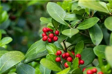 Skimmia reevesiana Topfgröße 2 Liter