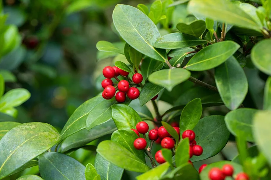 Skimmia reevesiana Topfgröße 2 Liter