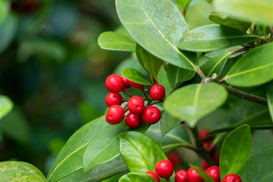 Skimmia reevesiana Topfgröße 2 Liter