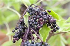 Sambucus nigra 'Haidegg 17' Fruchtbengel Topfgröße 3,4 Liter