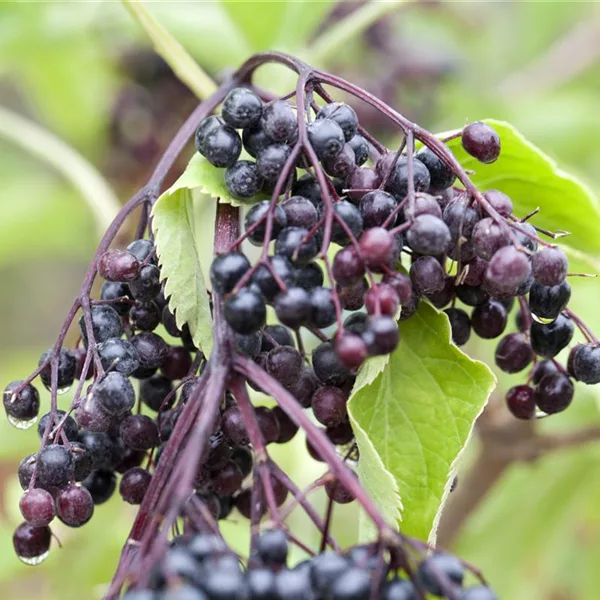 Sambucus nigra 'Haschberg'