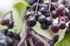 Sambucus nigra 'Haschberg' Topfgröße 5 Liter