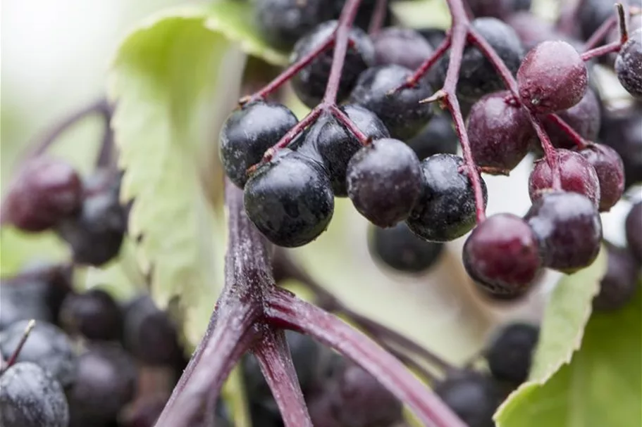 Sambucus nigra 'Haschberg' Topfgröße 5 Liter