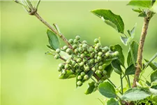 Sambucus nigra 'Haschberg' Topfgröße 5 Liter