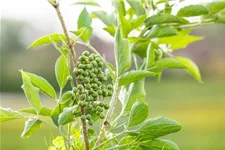 Sambucus nigra 'Haschberg' Topfgröße 5 Liter