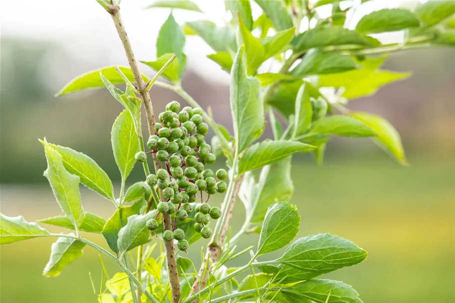 Sambucus nigra 'Haschberg' Topfgröße 5 Liter