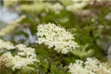 Sambucus nigra 'Haschberg' Topfgröße 5 Liter