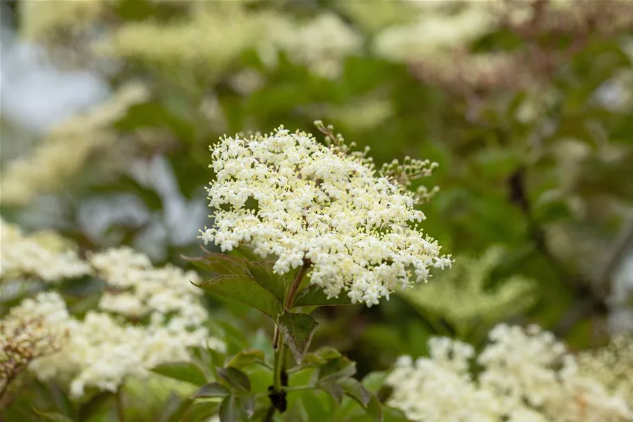 Sambucus nigra 'Haschberg' Topfgröße 5 Liter