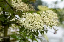 Sambucus nigra 'Haschberg' Topfgröße 5 Liter