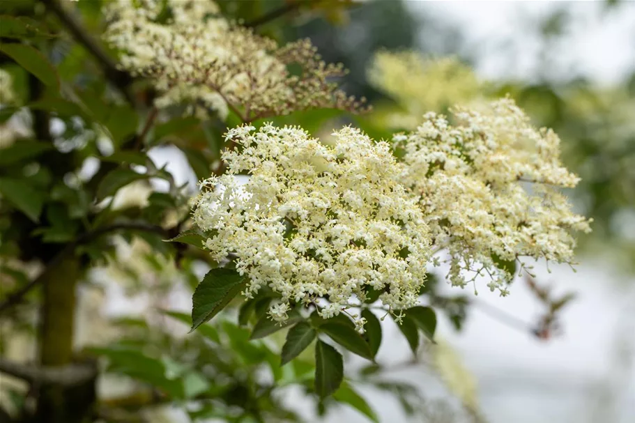 Sambucus nigra 'Haschberg' Topfgröße 5 Liter