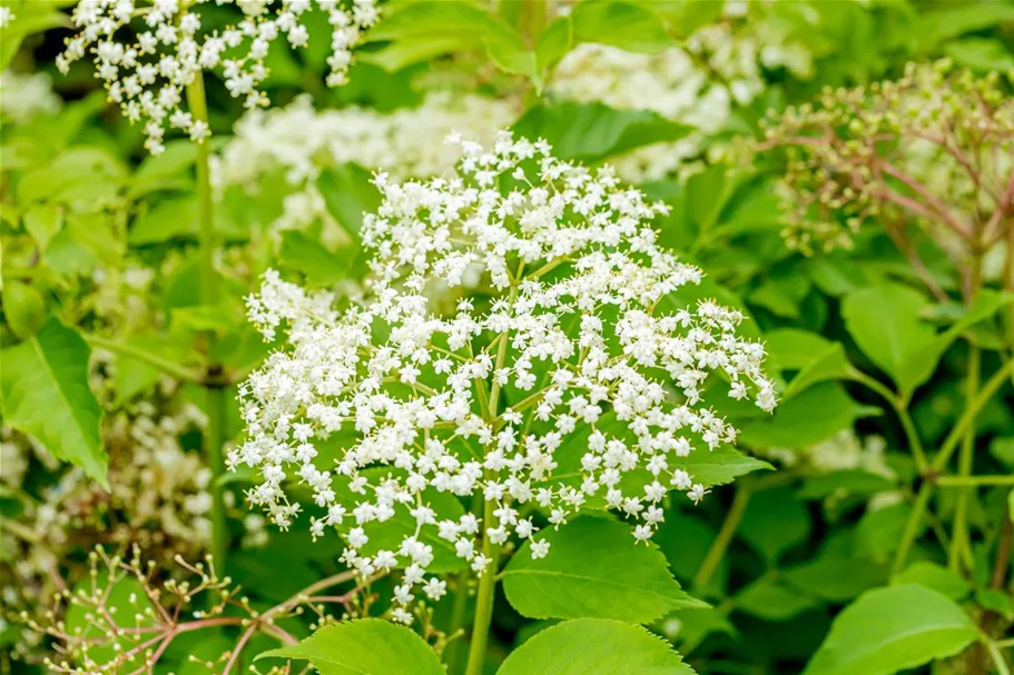 Sambucus nigra 'Haschberg' Topfgröße 5 Liter