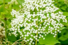 Sambucus nigra 'Haschberg' Topfgröße 5 Liter