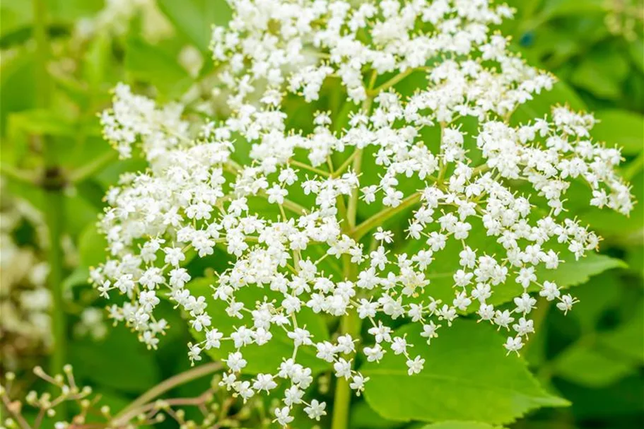 Sambucus nigra 'Haschberg' Topfgröße 5 Liter