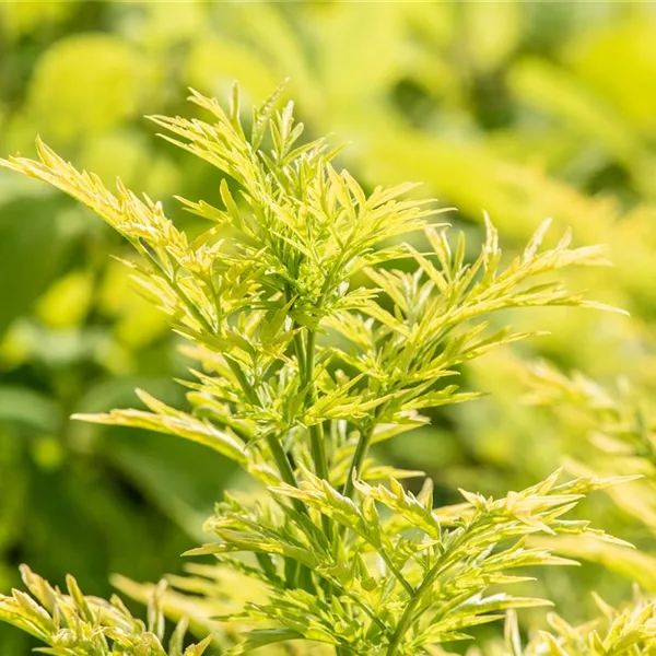 Sambucus nigra 'Golden Tower'®