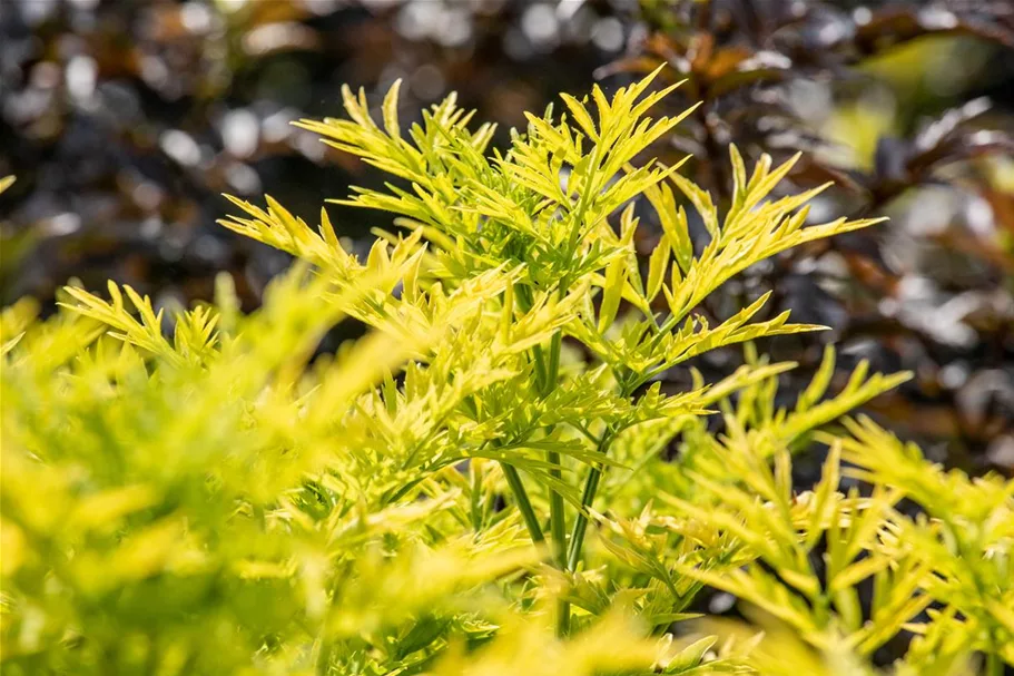 Sambucus nigra 'Golden Tower'® Topfgröße 6 Liter